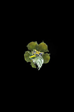 ANEL SUMMER HIBISCO VERDE